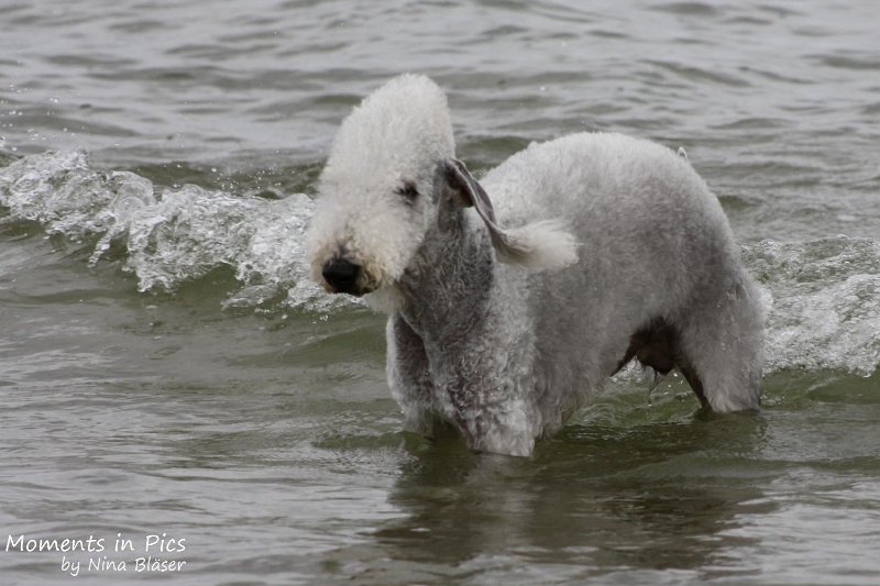 2010-06-26 Arc-en-ciel Arlequin (13).jpg